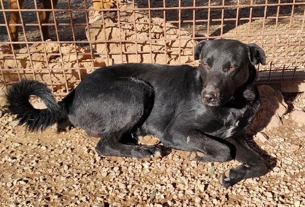 Una Casa Per George, Dolce Cagnolino Nero